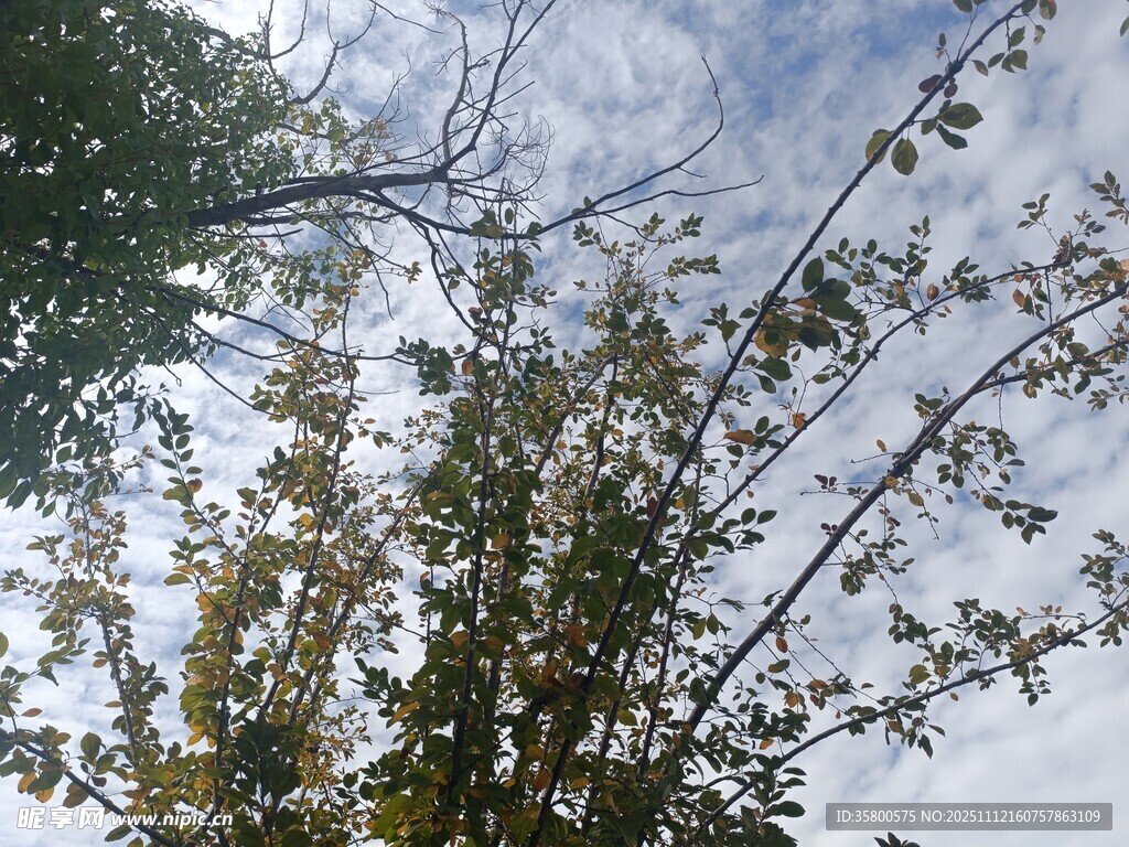 仰视树枝与天空的景致