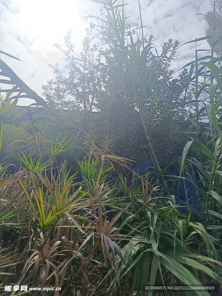 阳光照耀下的繁茂植物