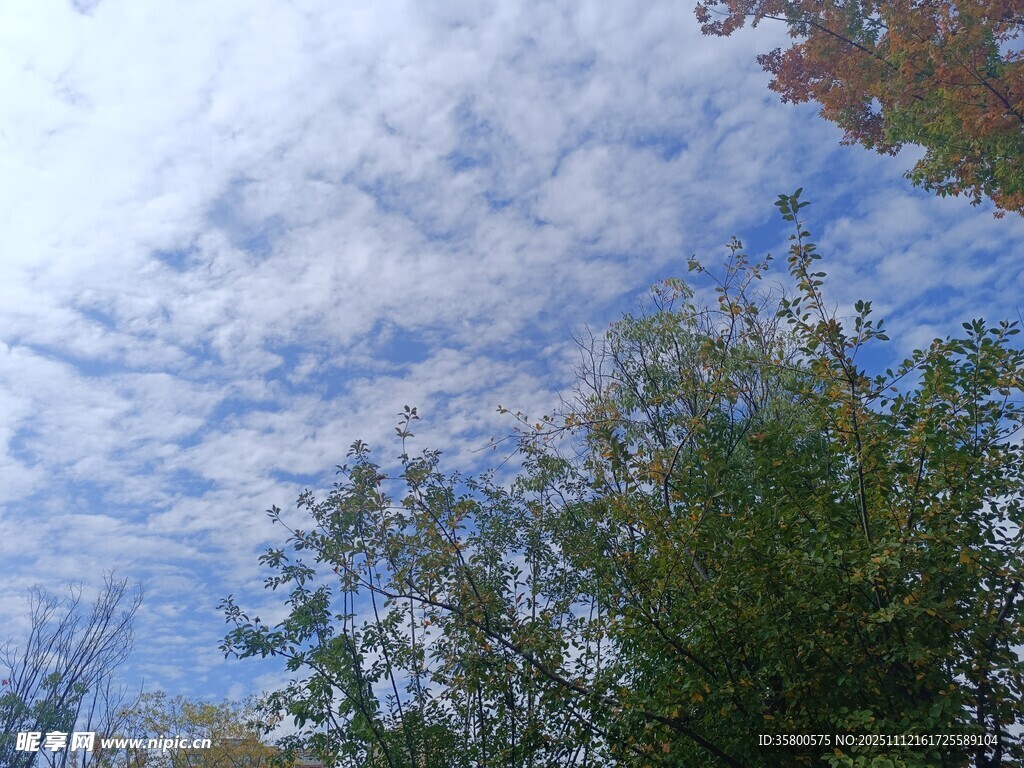 蓝天白云下的葱郁树木