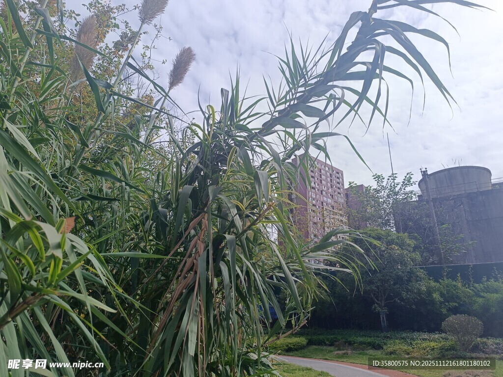 户外芦苇丛与建筑景观