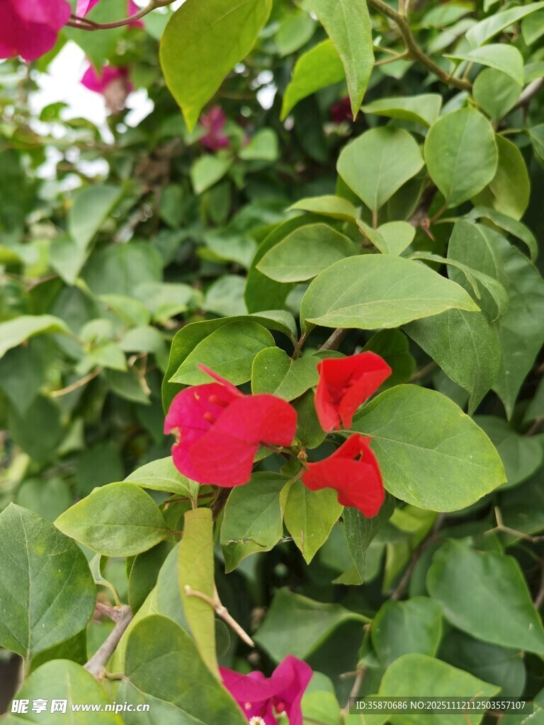 娇艳红花绽于绿叶间