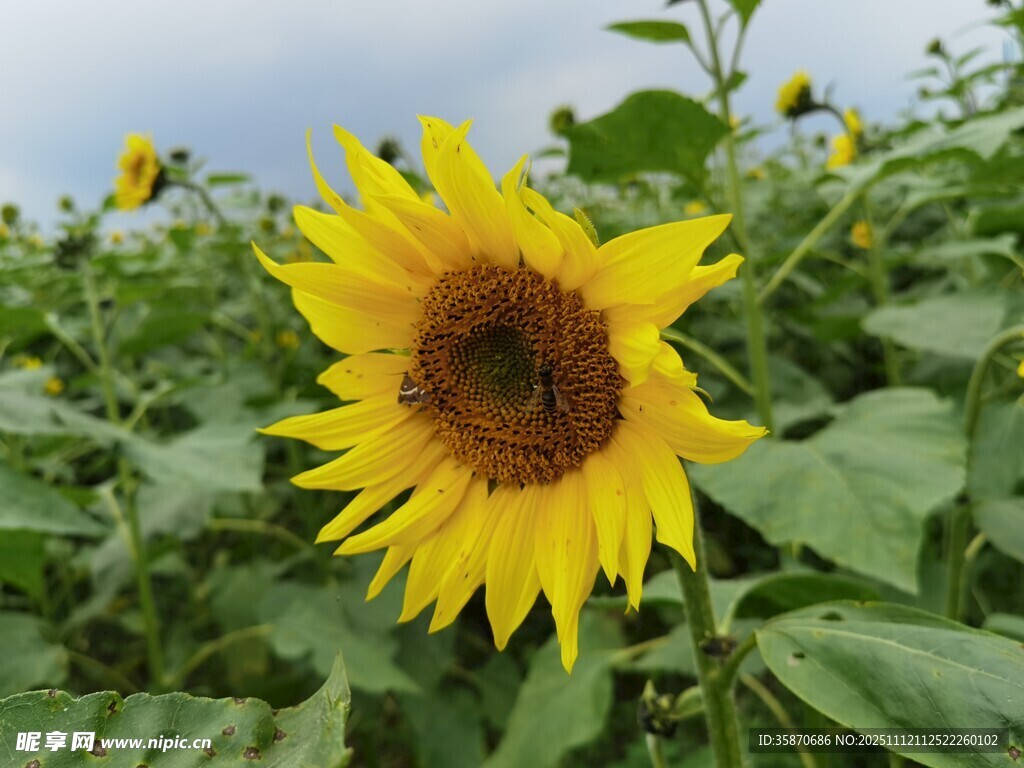 田野中的灿烂向日葵