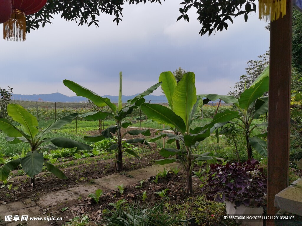田园风光中的繁茂植物
