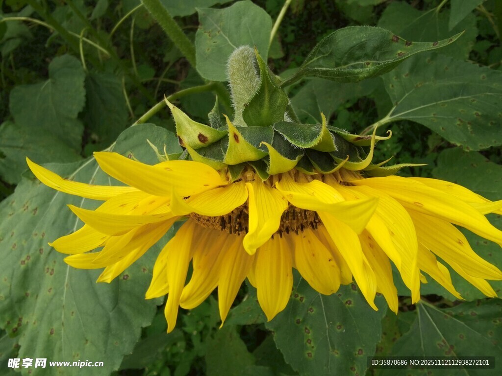 绽放的黄色向日葵花朵
