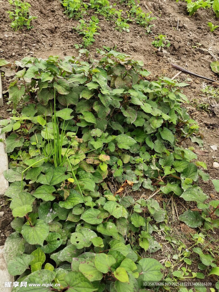 田间生长的绿色植物