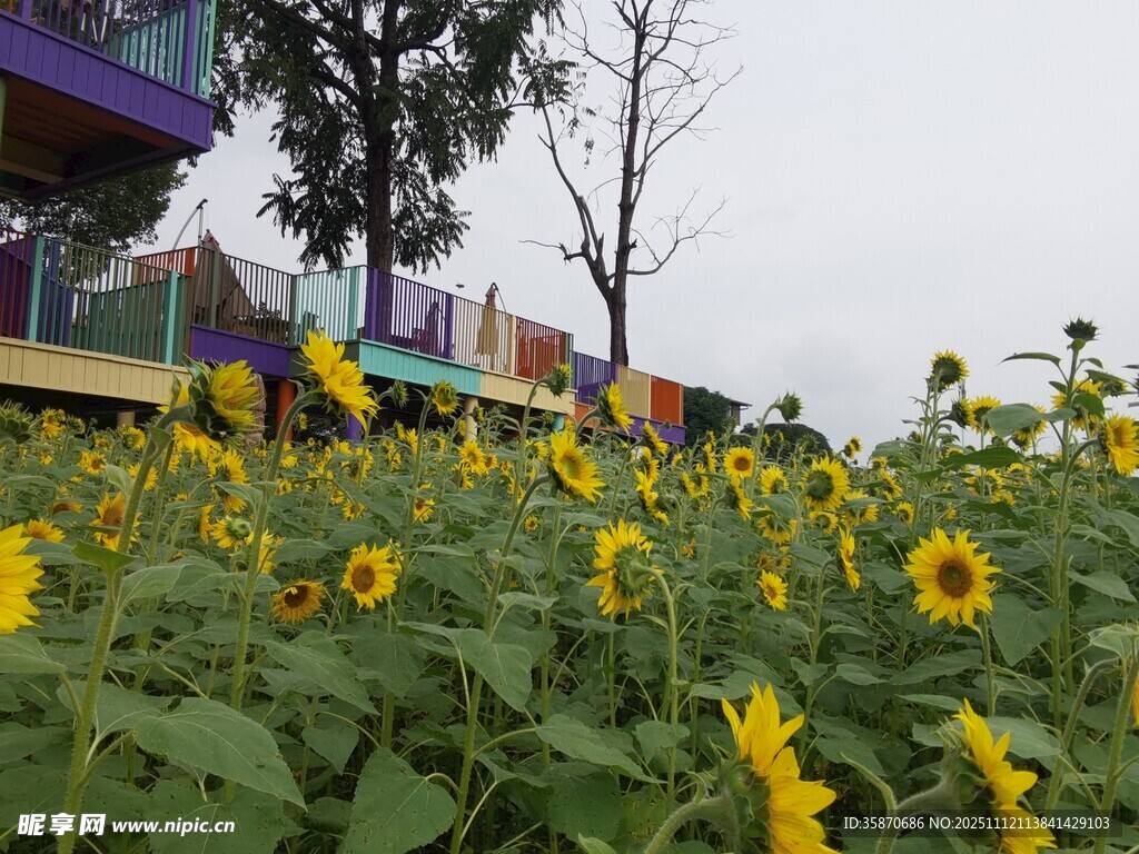 向日葵花海中的多彩建筑