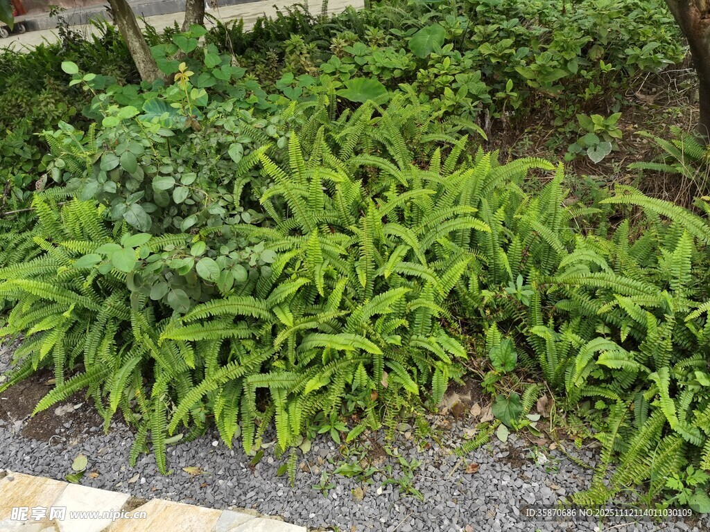 翠绿茂盛的蕨类植物景观