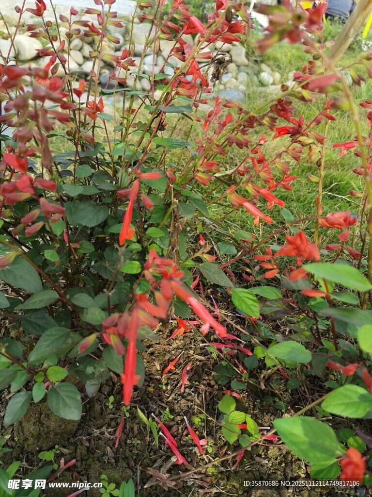 鲜艳红穗状花与绿叶景观