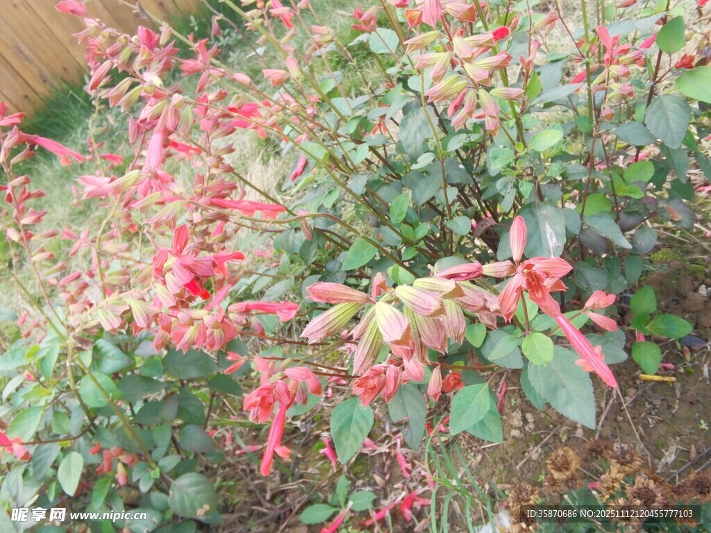 鲜艳多彩的红色花卉植物