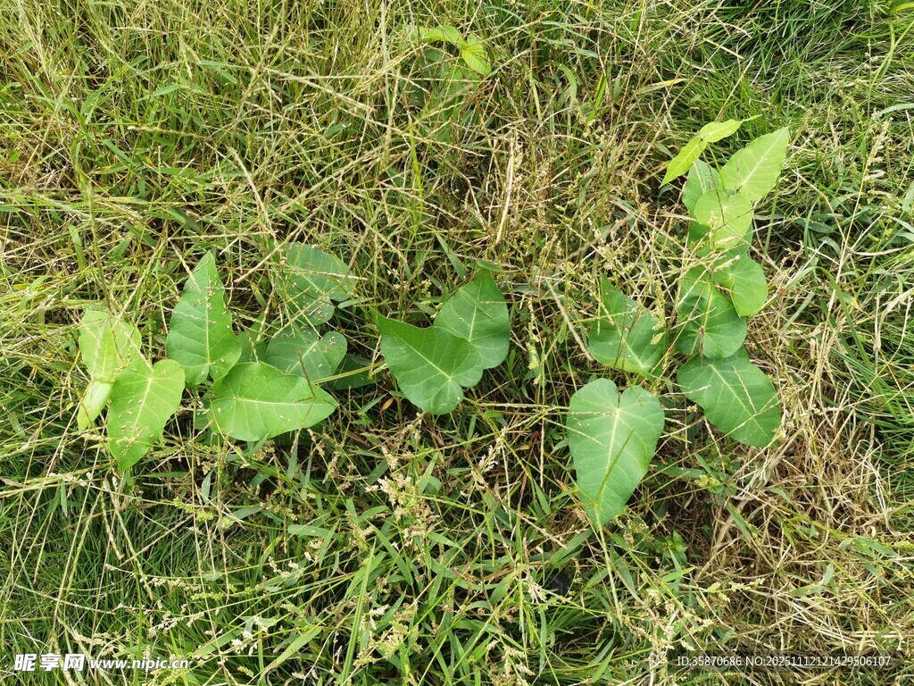 草地上的几株绿色植物