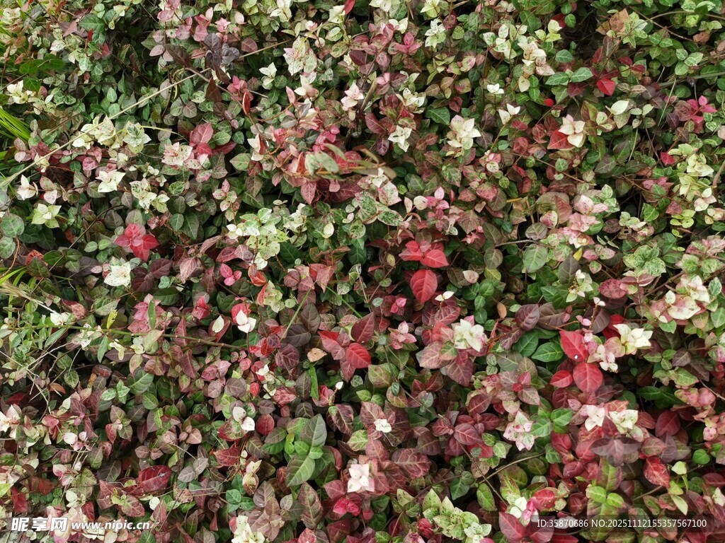 多彩斑斓的植物叶片景观