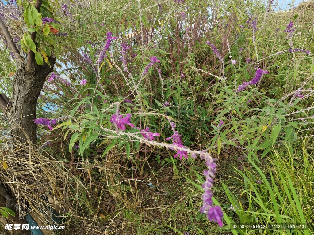 野外紫色藤蔓植物景观