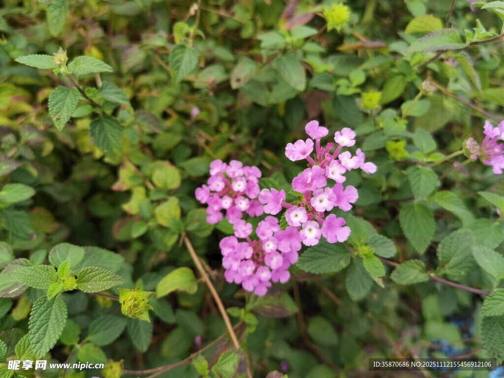 粉色小花绽放于绿叶间