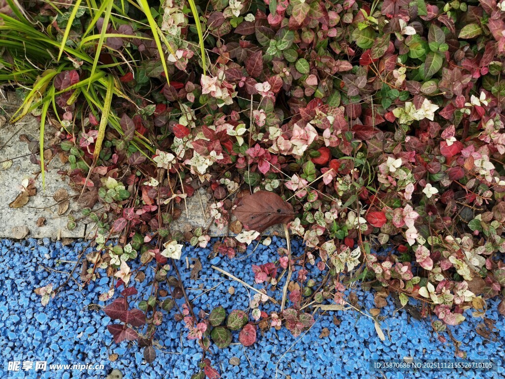 多彩植物与蓝色地面景观