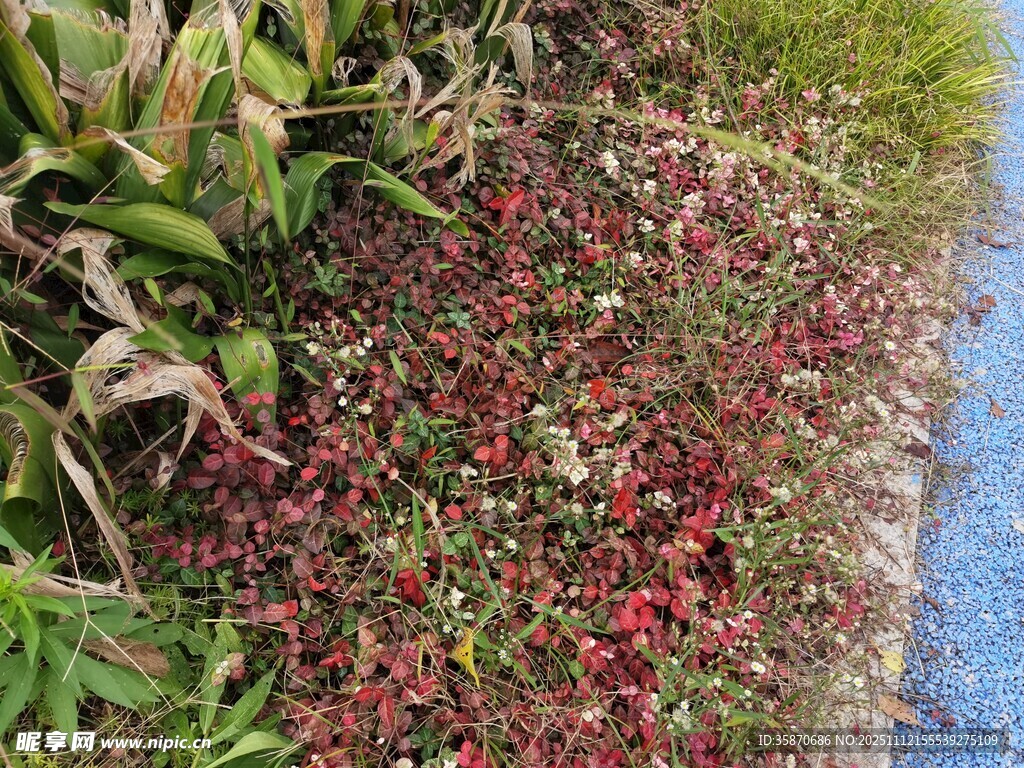 路边多彩植物景观