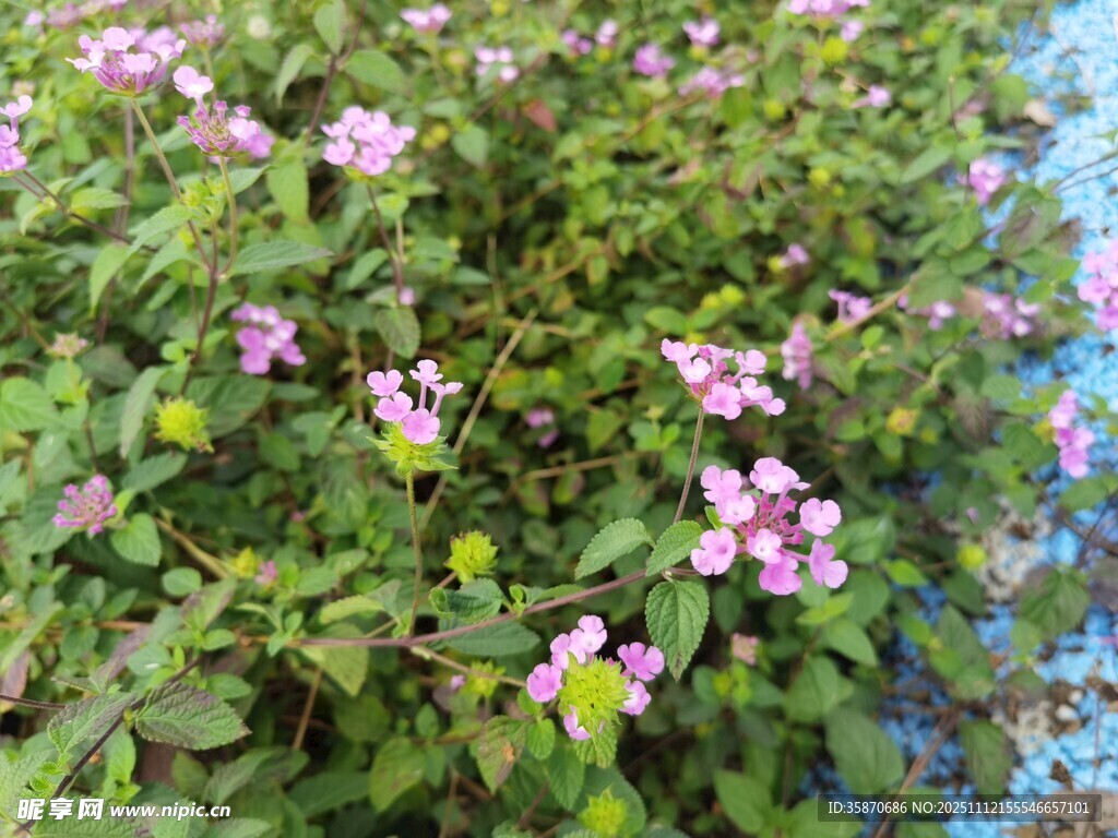 粉色小花绿植景观