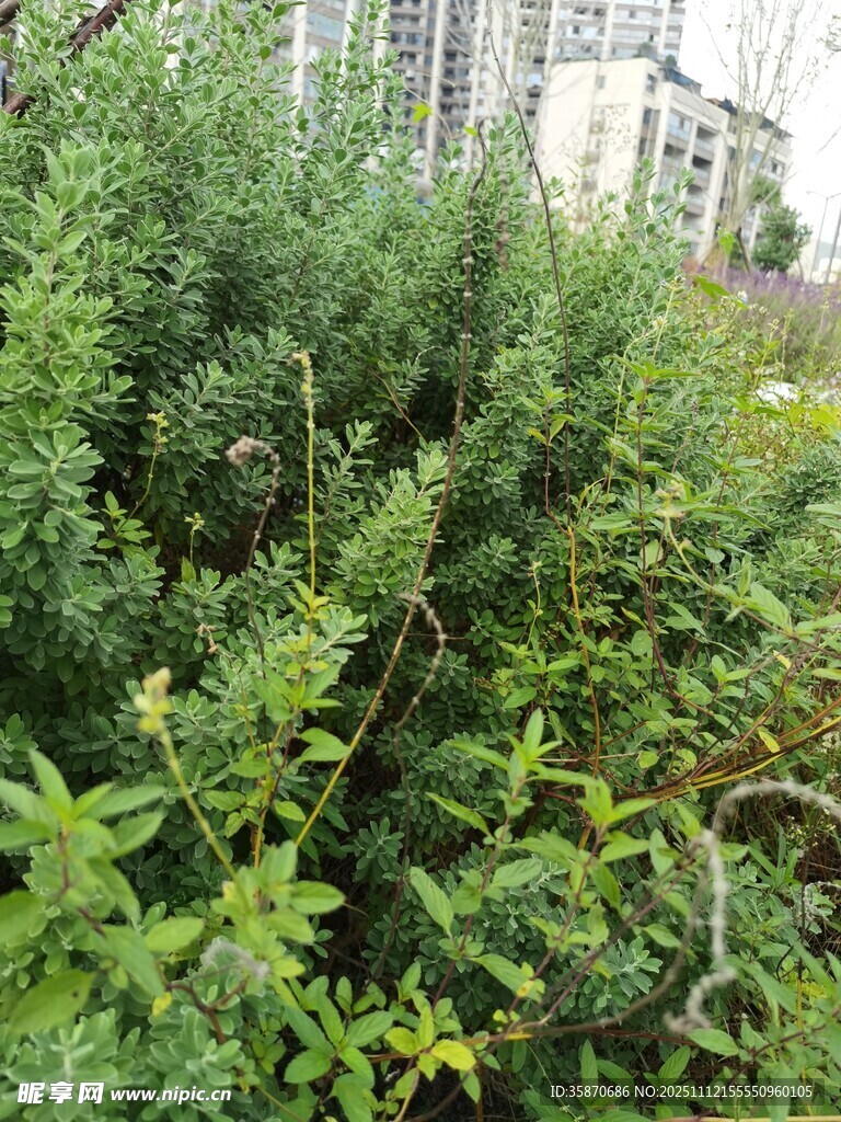 户外繁茂绿植景象