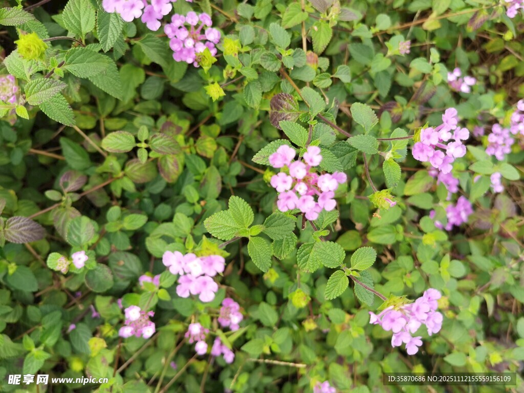 绿叶间的粉色小花绽放