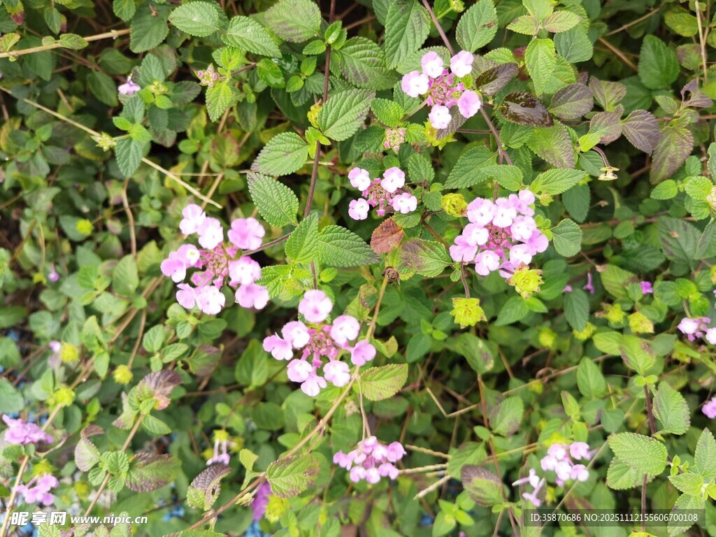 繁茂绿叶间的粉色小花
