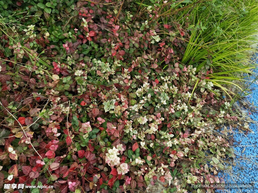 多彩地被植物景观