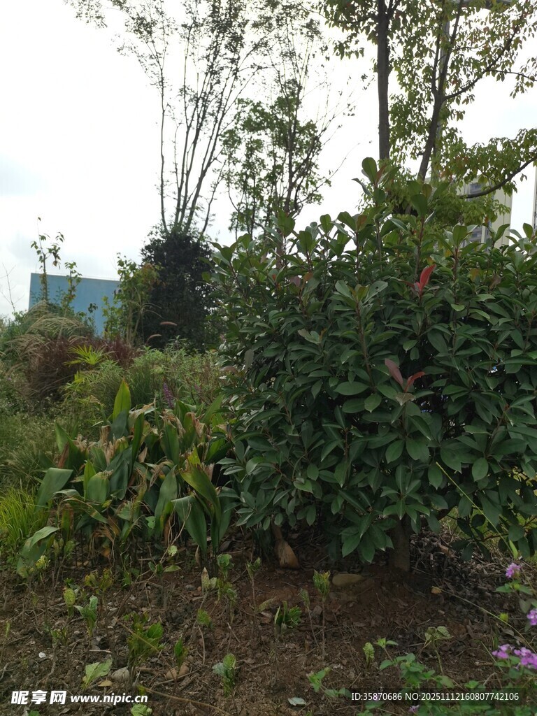 户外繁茂绿植景观