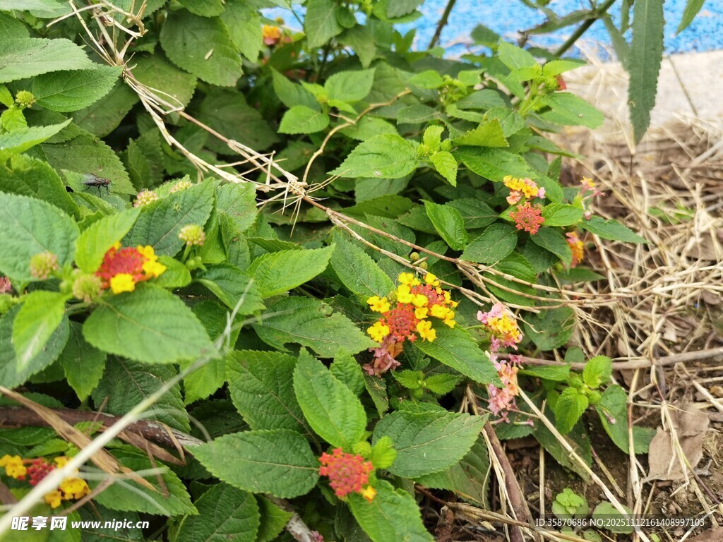 绿叶间的多彩小花