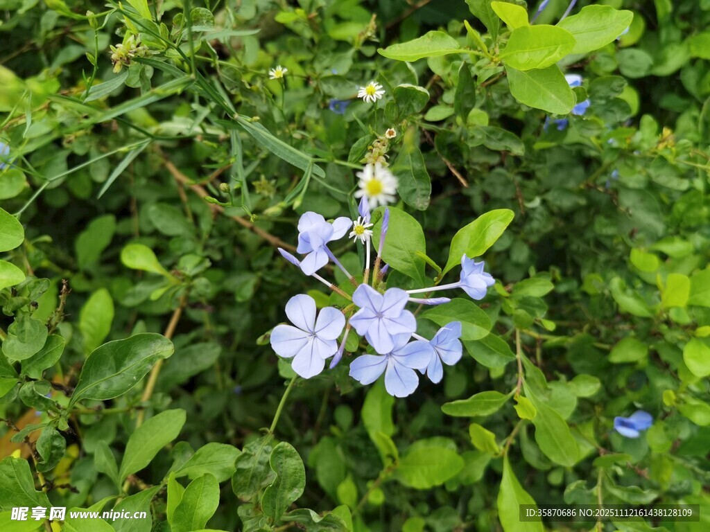 绿叶间的蓝色小花