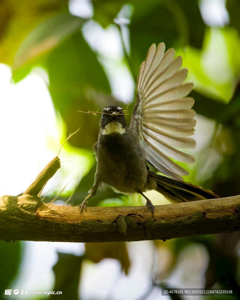 枝头飞鸟展翅瞬间