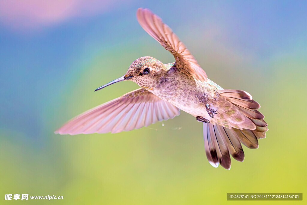 飞翔的蜂鸟
