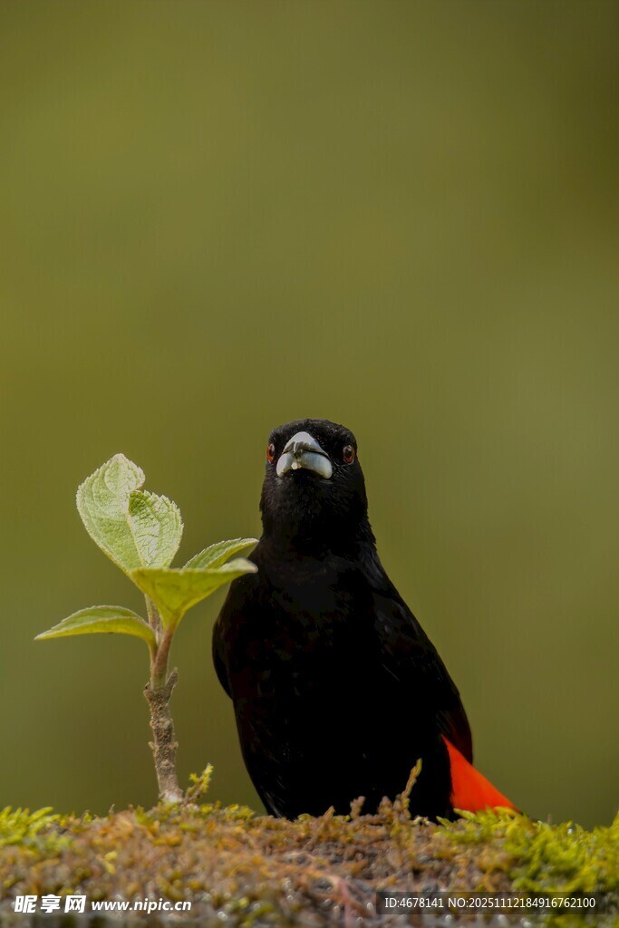 黑羽红尾小鸟与绿植