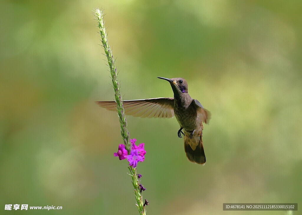 蜂鸟停驻于紫色花朵旁