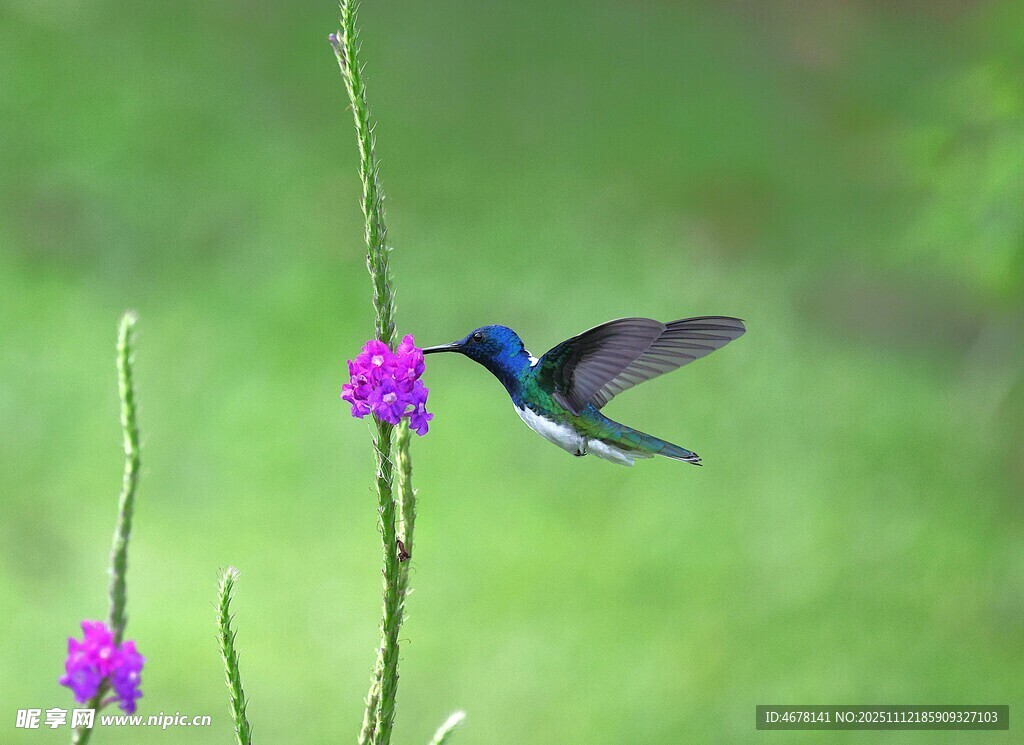 蓝蜂鸟停于紫色花朵