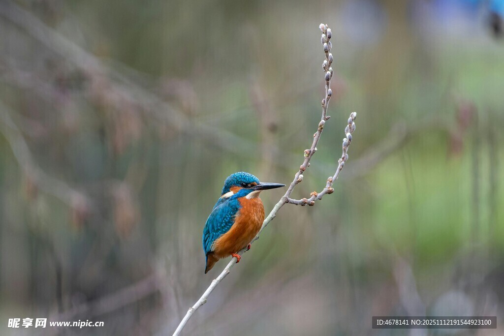 栖息枝头的美丽翠鸟
