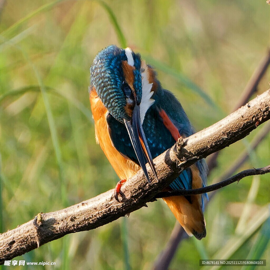 栖息枝头的美丽翠鸟