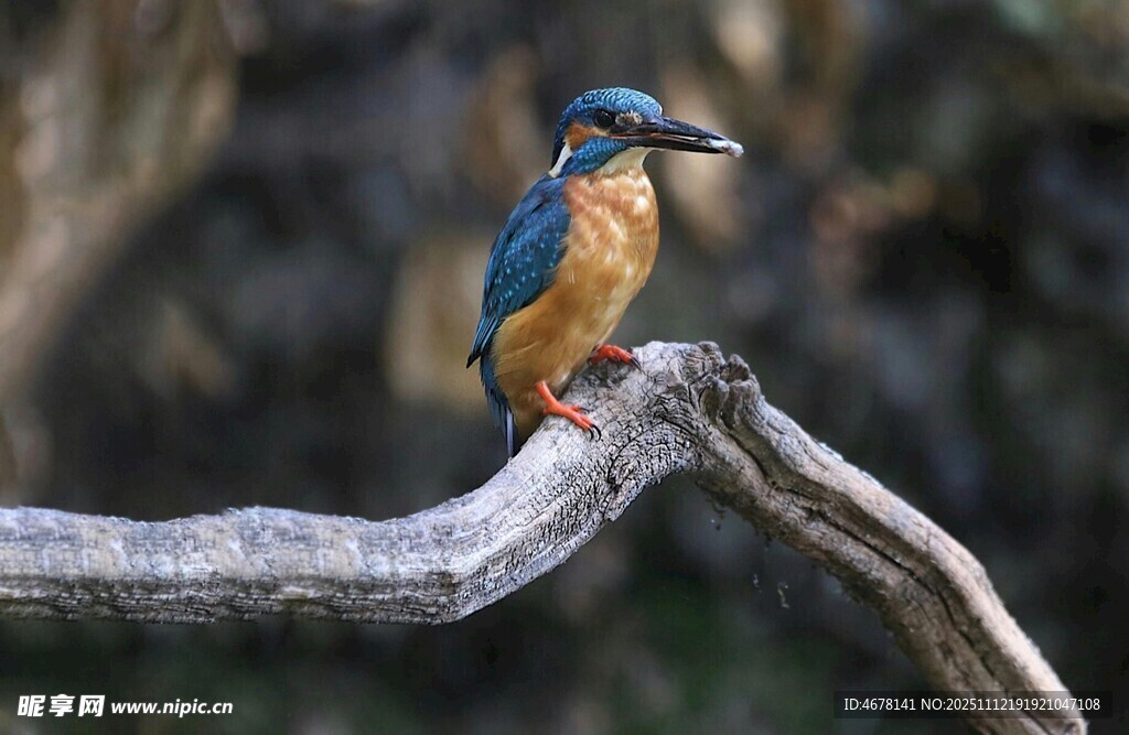 栖息枝头的美丽翠鸟
