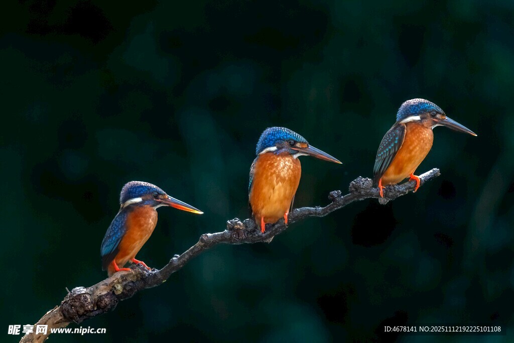 三只翠鸟栖息于枝头