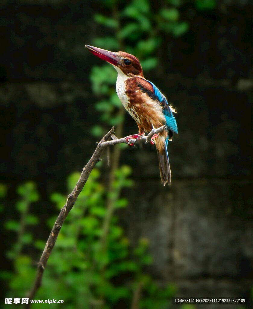 栖息枝头的多彩翠鸟