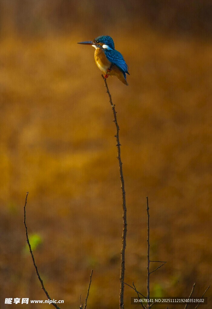 蓝羽小鸟立于细长枝上