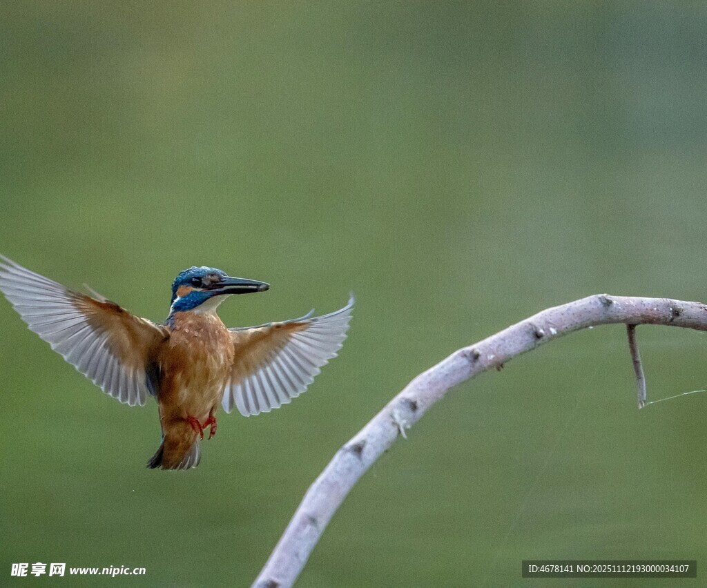 翠鸟展翅于枝头