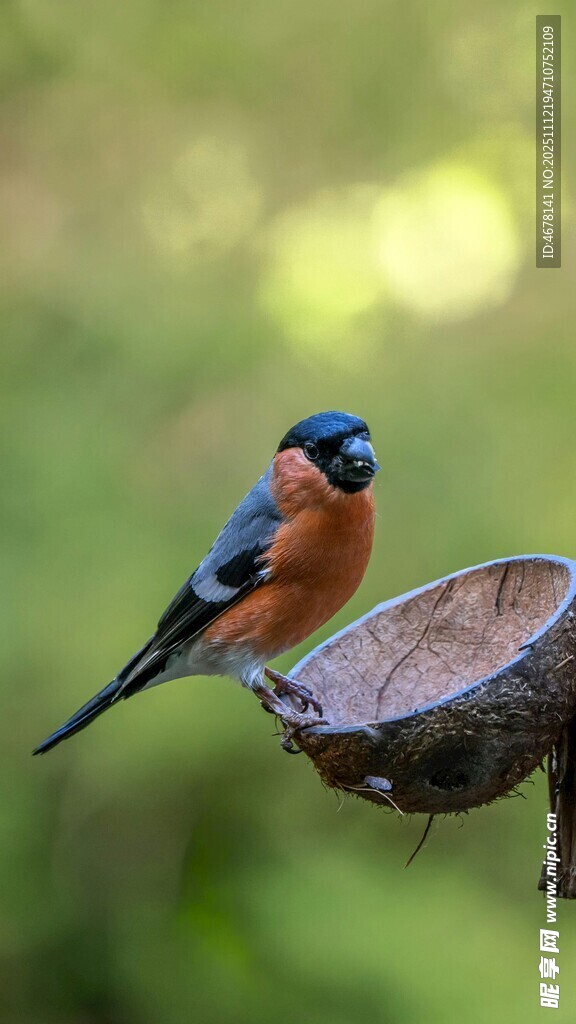 鸟立于喂食器上的美妙瞬间