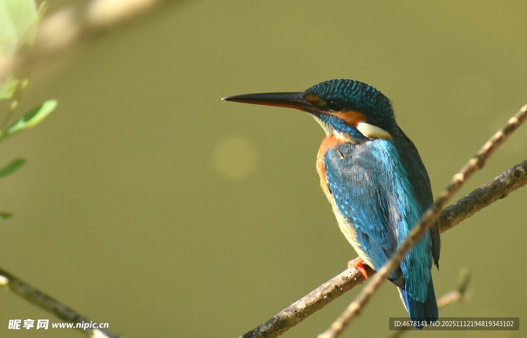 蓝翠鸟栖息于枝头
