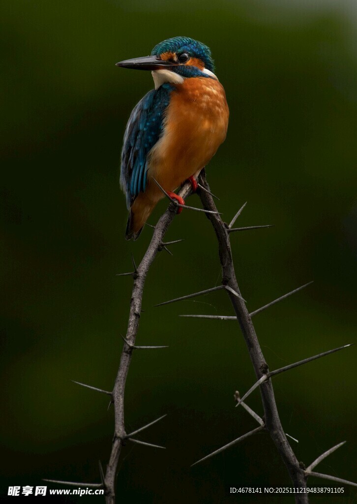 栖息于枝的美丽翠鸟