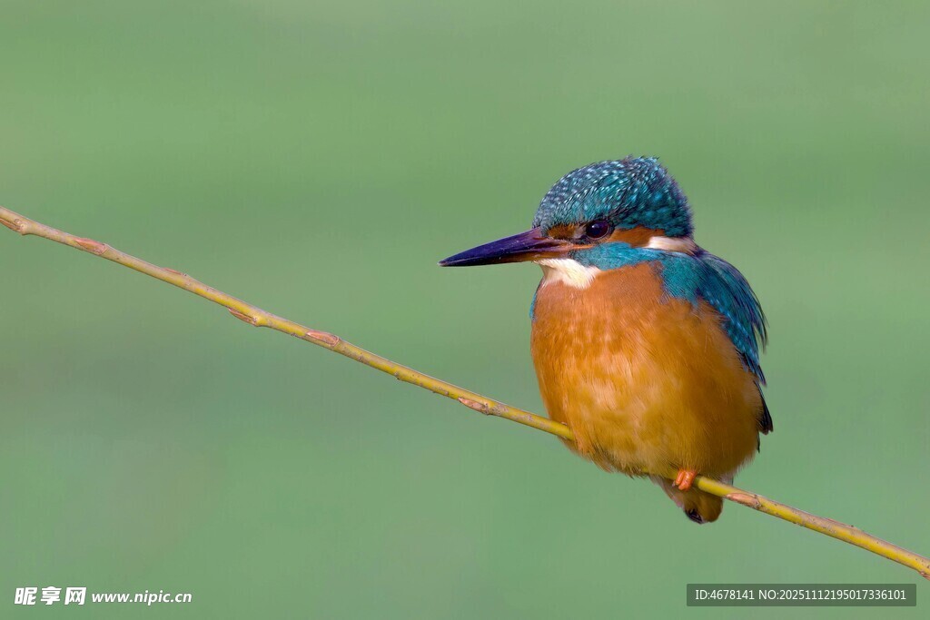 栖息于枝的艳丽翠鸟