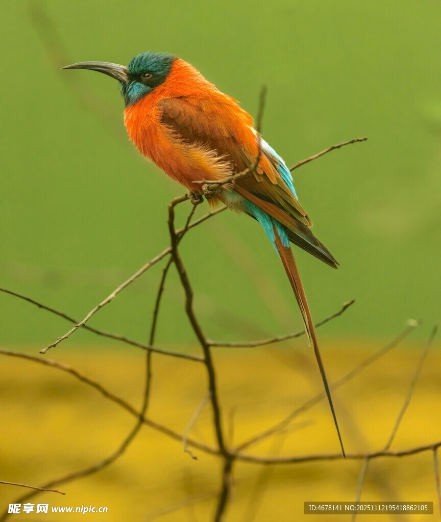 色彩艳丽的小鸟栖息枝头