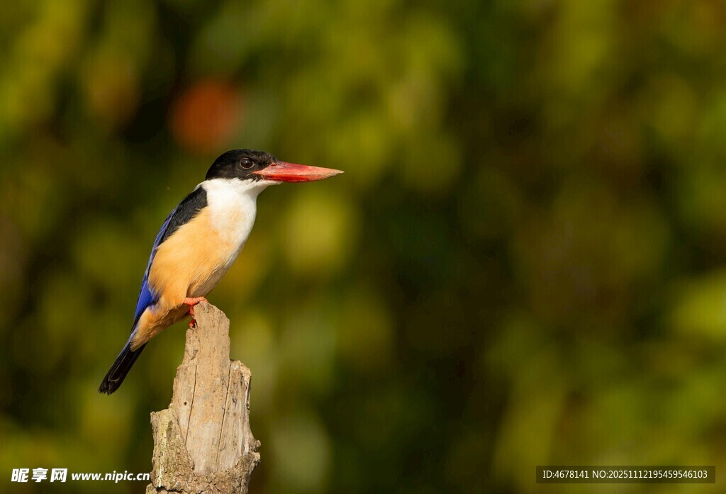栖息于木桩的多彩翠鸟