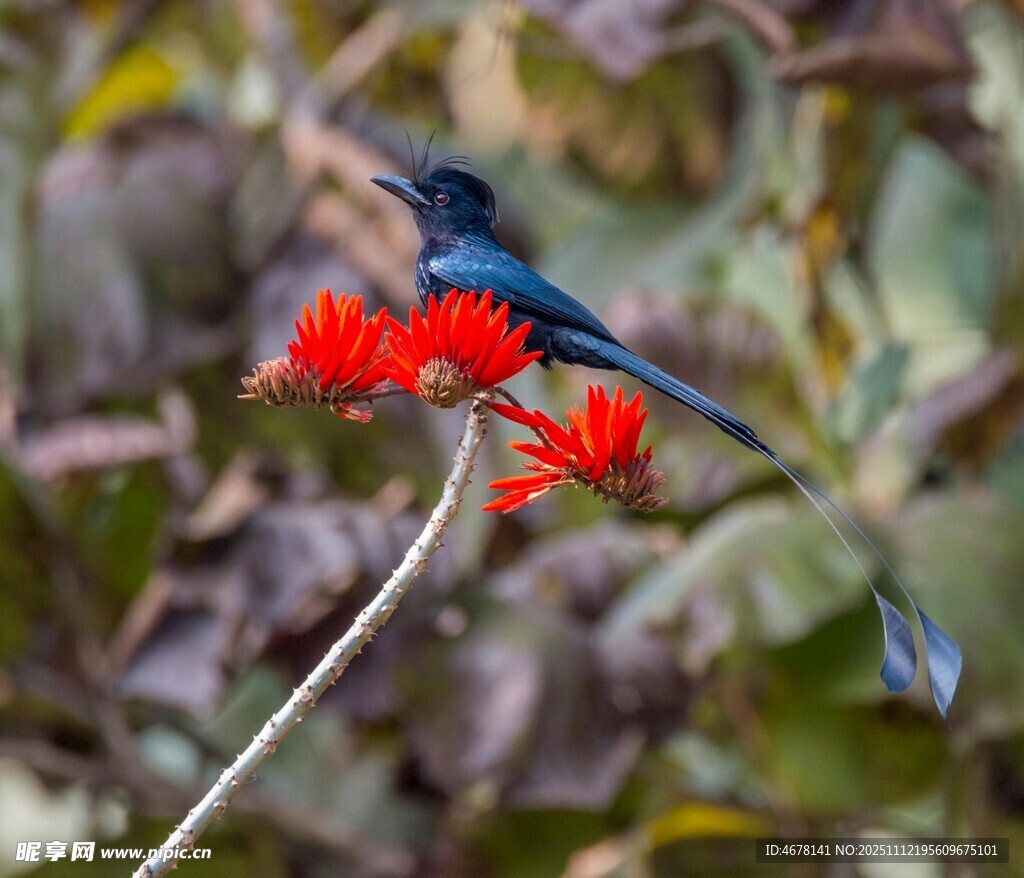 蓝鸟栖于艳红花朵上