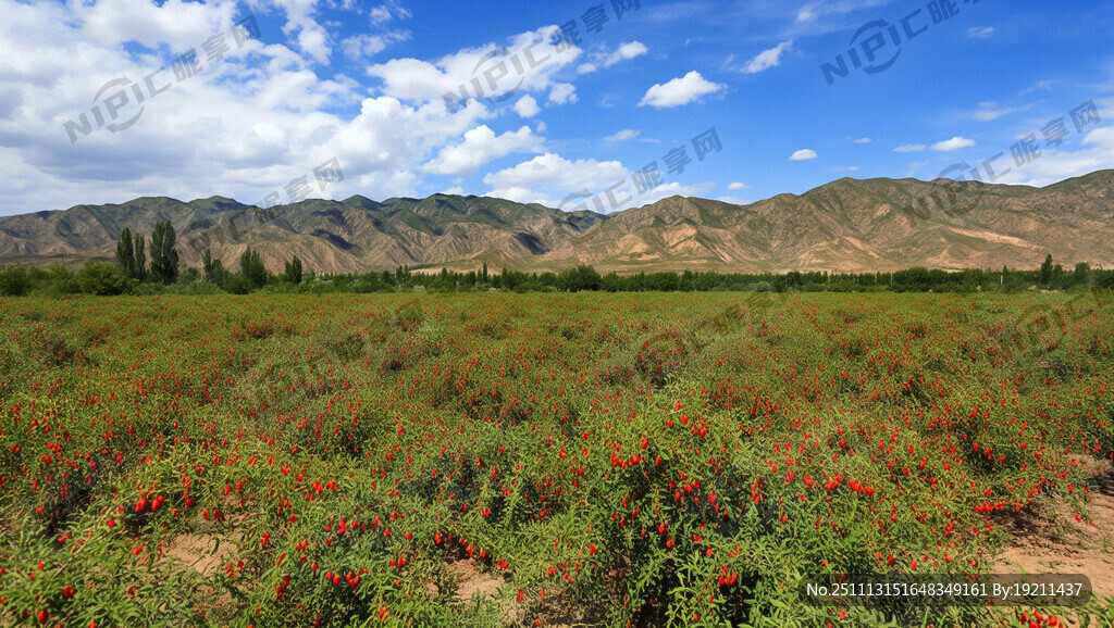 宁夏贺兰山枸杞不要有人物