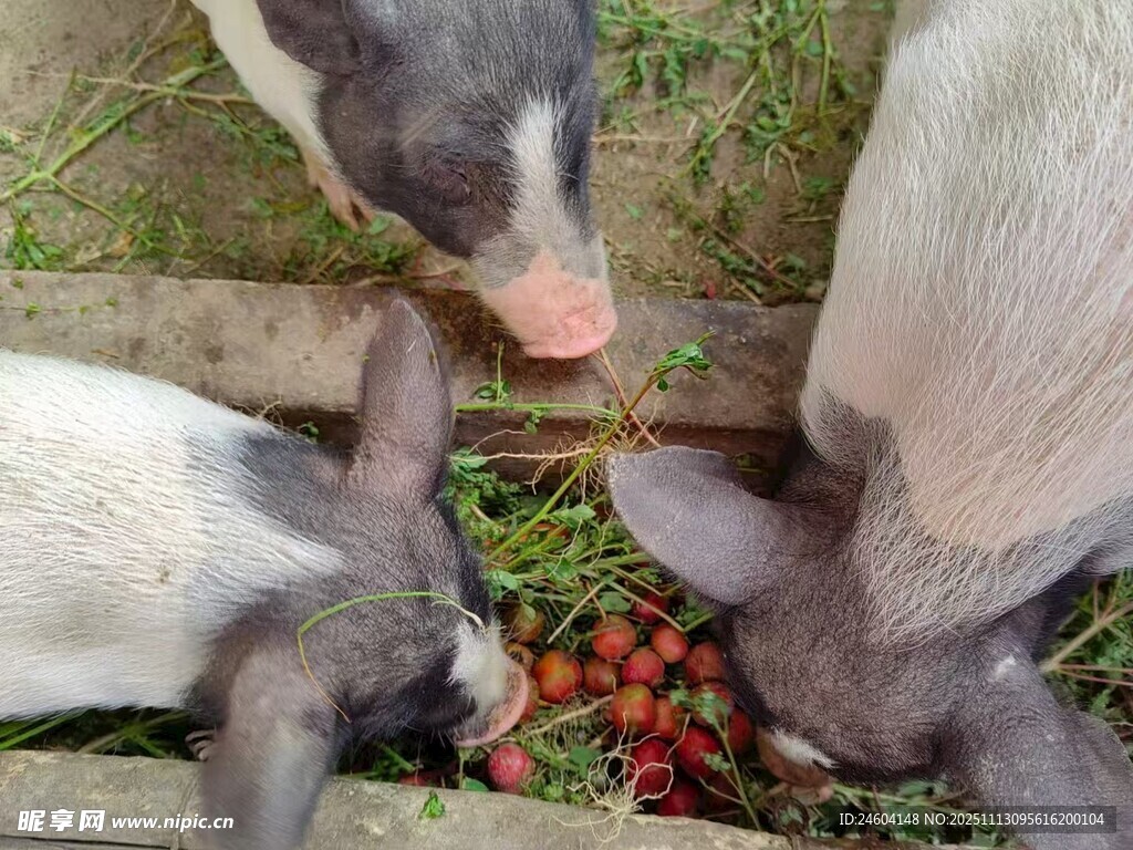 小猪享用美味红色果实