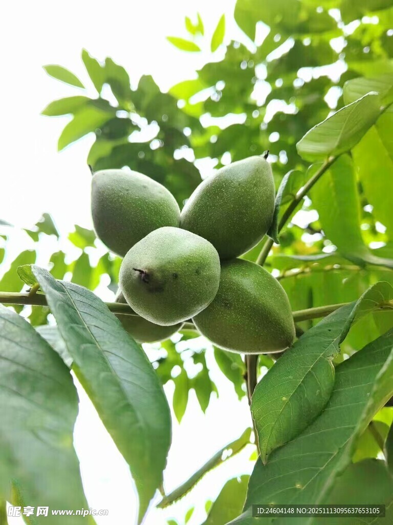 枝头青嫩核桃挂果