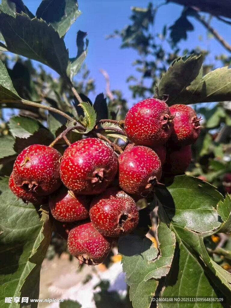 枝头红山楂饱满诱人